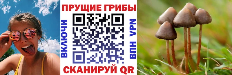 хочу наркоту  Суровикино  Галлюциногенные грибы Cubensis 
